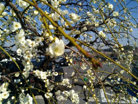 佐布里池梅林公園